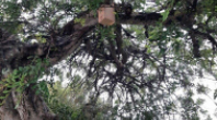 “ALOJAMENTO LOCAL PARA AVES” EM PROL DA BIODIVERSIDADE E DO CONTROLO DE PRAGAS URBANAS