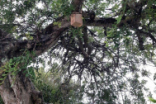“ALOJAMENTO LOCAL PARA AVES” EM PROL DA BIODIVERSIDADE E DO CONTROLO DE PRAGAS URBANAS